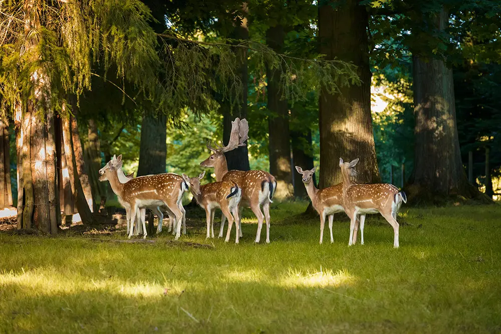 Eine Gruppe von Damwild im schattigen Gehege des Wildgatters im Essener Heissiwald an einem Sommertag.
