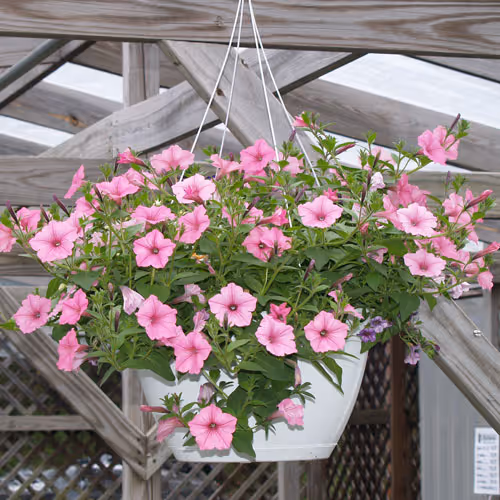 Supertunia 12" Hanger