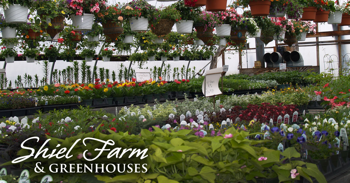 Shiel Farm & Greenhouse photo