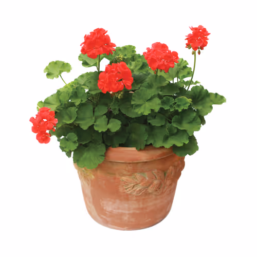 Red geranium in a terra cotta planter