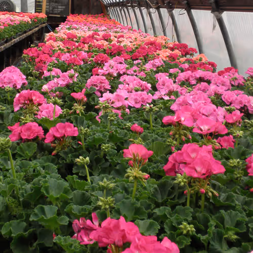 Zonal Geraniums in shades of pink