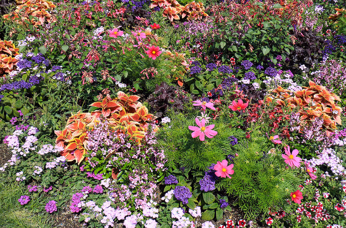 Garden with many beautiful and colorful flowers in a flowerbed