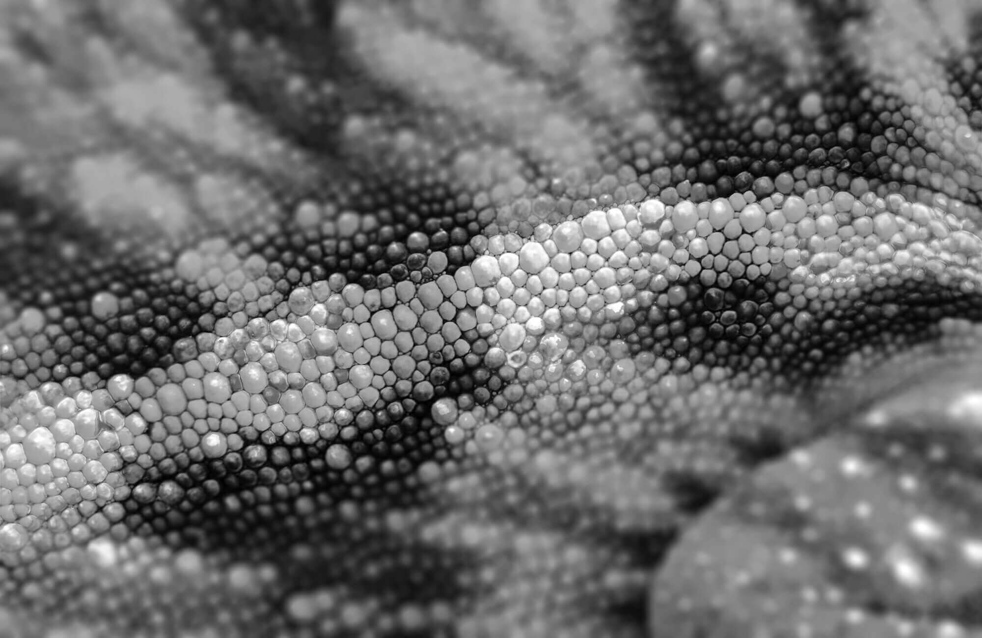 Close-up of textured cameleon skin showing detailed scales.