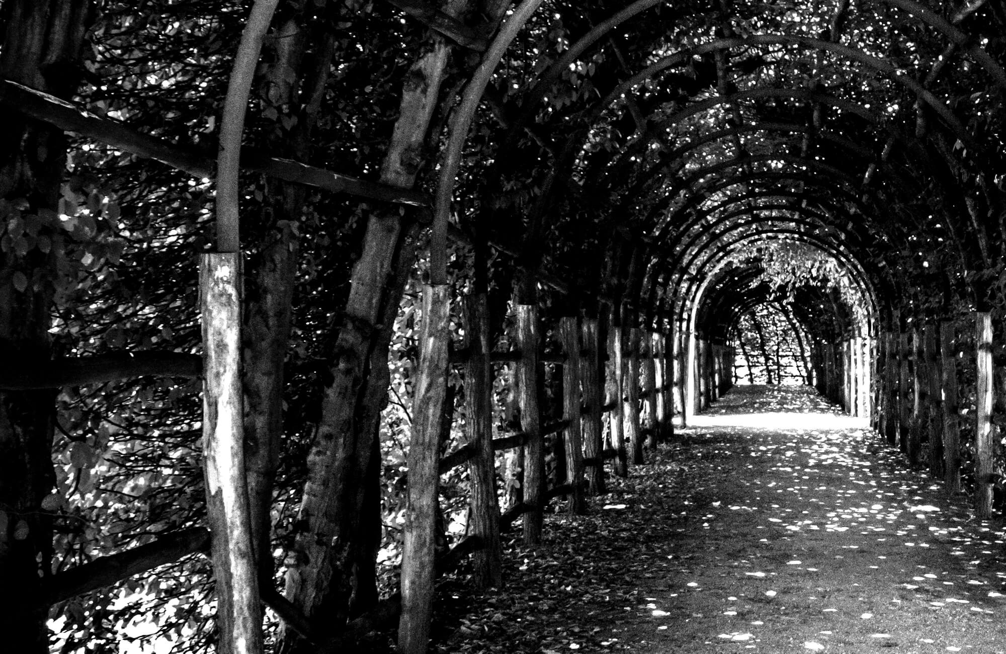 Black and white image of a tree-covered private tunnel with sunlight filtering through the leaves onto a dirt path.