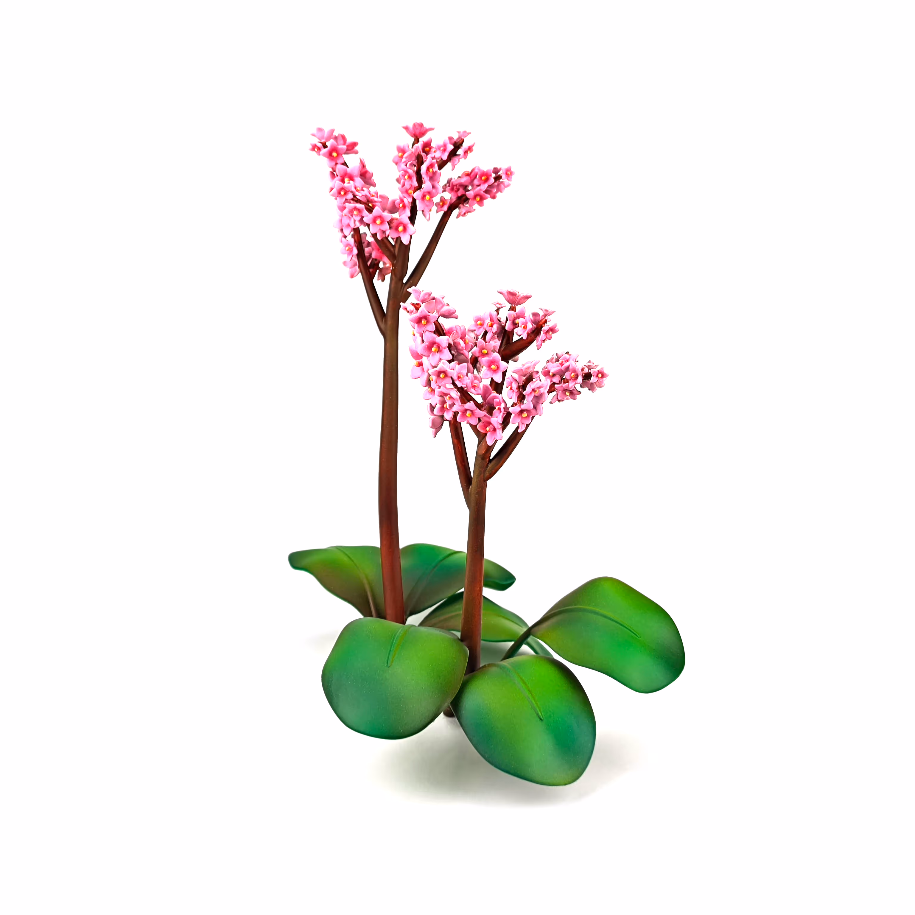 3d geprinte bergenia bloemen in levendige kleuren geairbrushed voor VISIT kalmthout