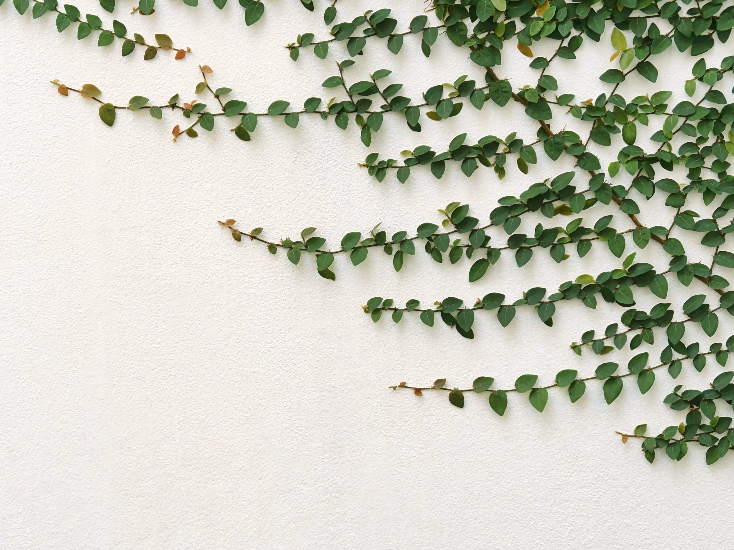 Scope Creep Risk: a photo of a wall with climbing plants.