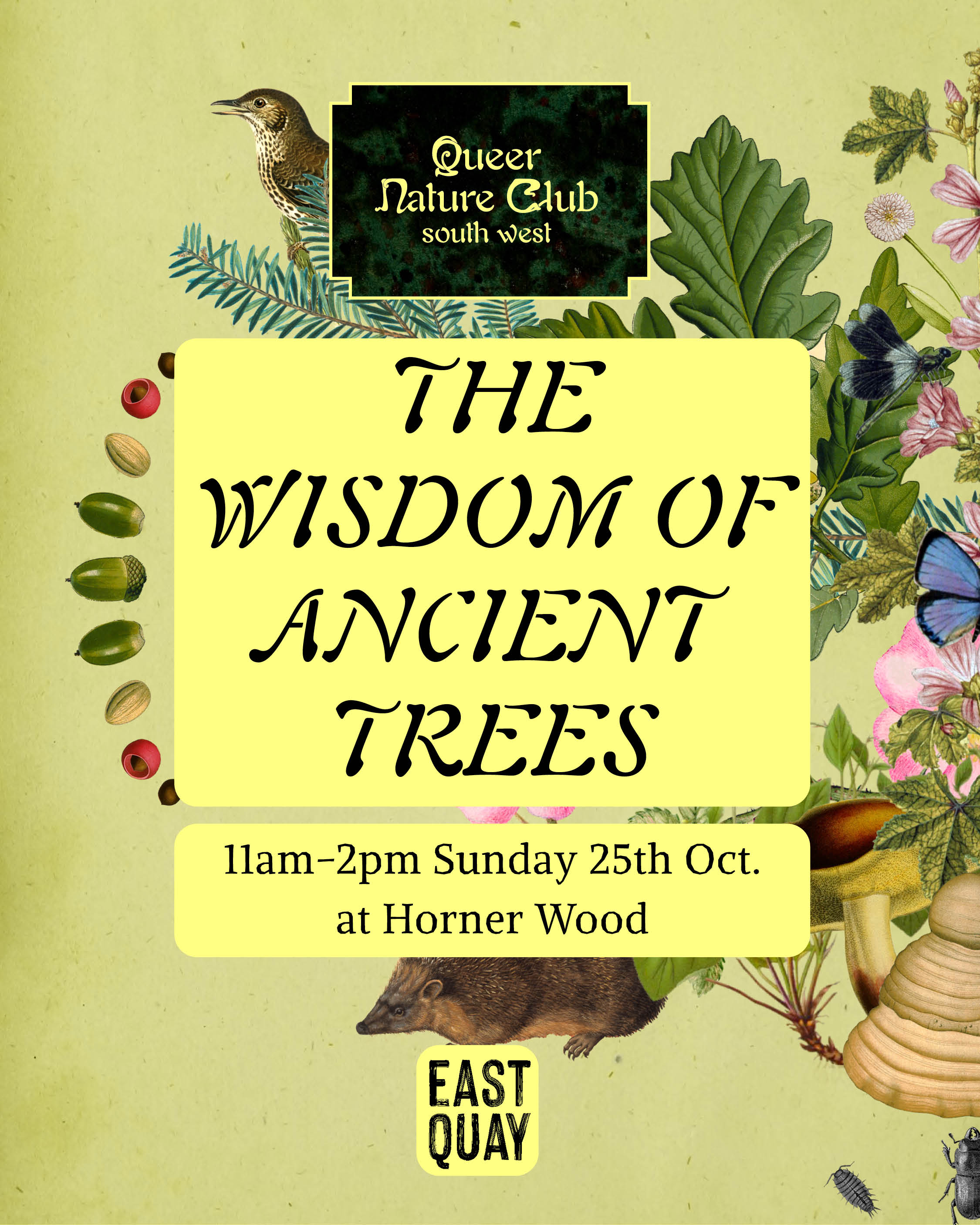 THE WISDOM OF ANCIENT TREES: Autumn walk in Horner Woods