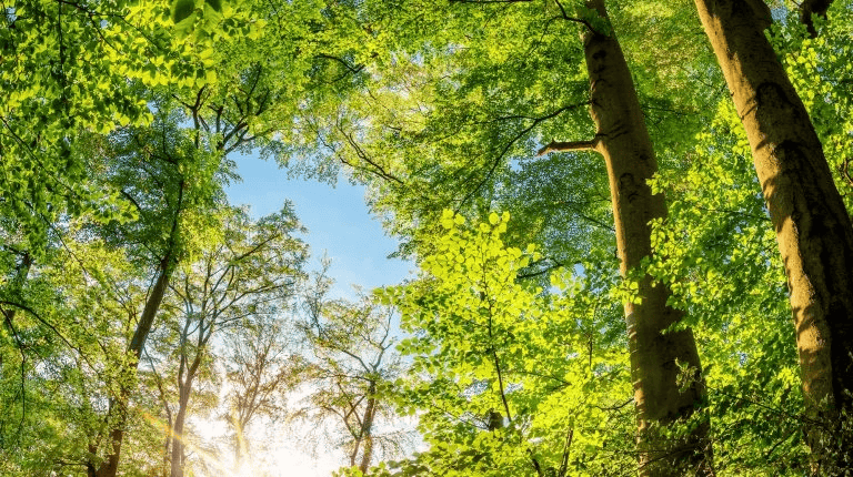 Chemical Free For Spring