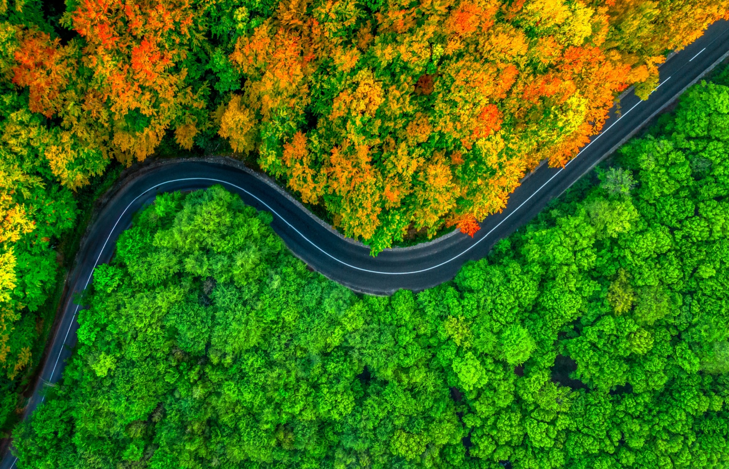 Experience the Stunning Fall Foliage in Branson