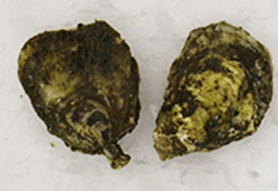 Avery Oysters