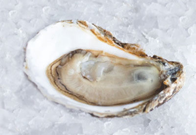Pleasant Bay Oysters