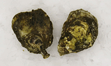 Avery Oysters