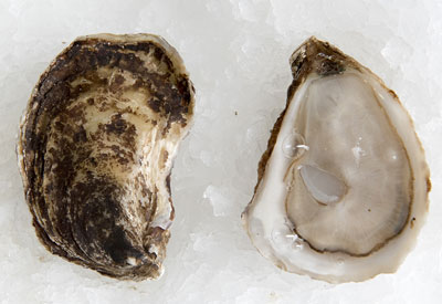 St. Anne Oysters