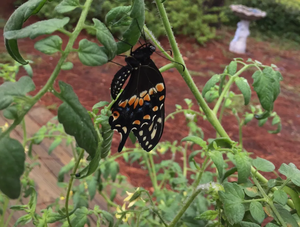 A newly emerged butterfly clings to a tomato plant branch in a garden.