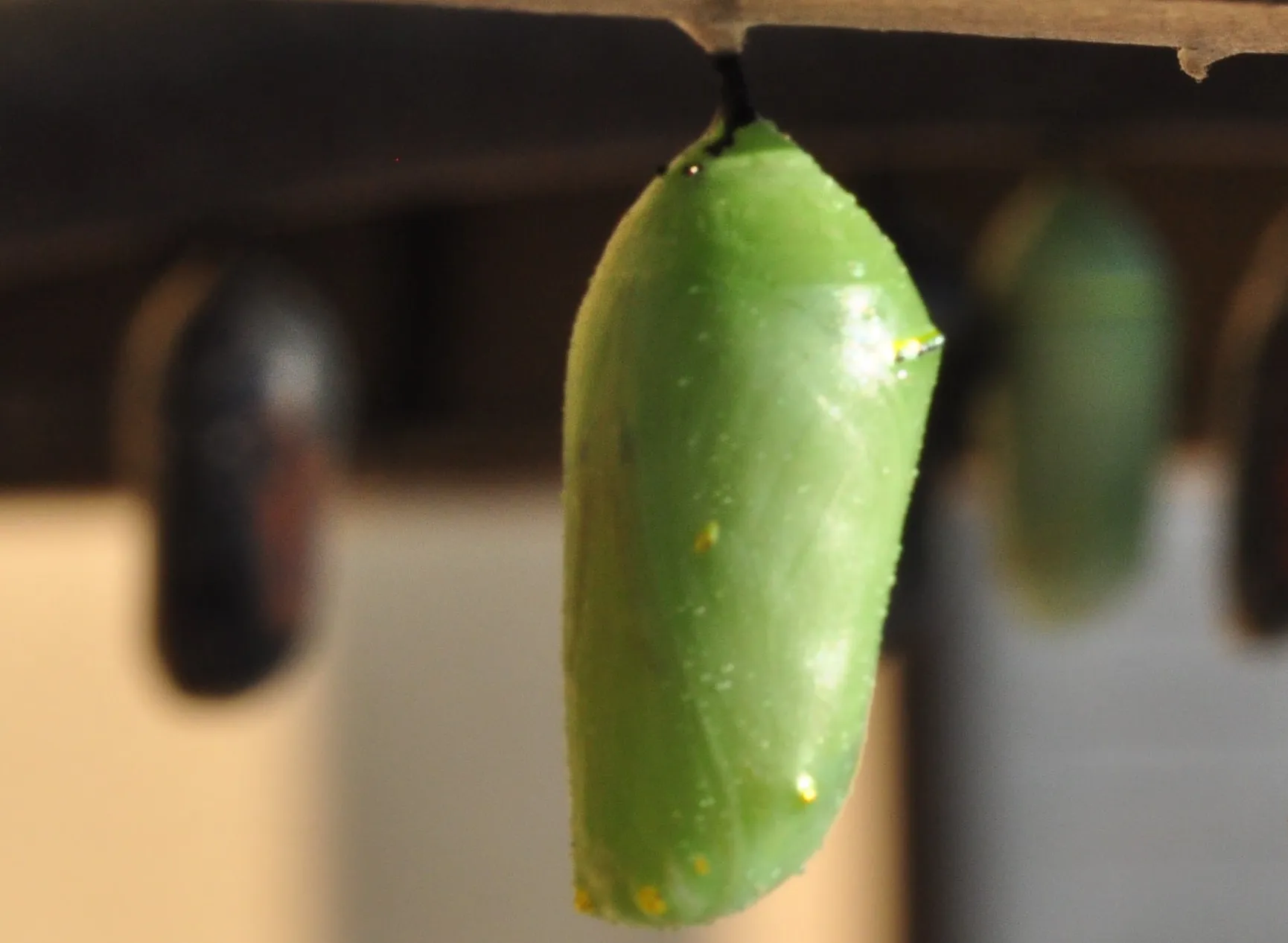 A close-up of a green butterfly chrysalis hanging from a surface, with others blurred in the background.