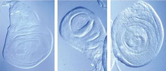 Three blue-toned microscopic biological elements displayed side by side.