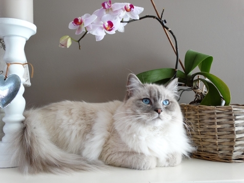 Veterinarian and Animal Hospital in Williamston, MI | Williamston