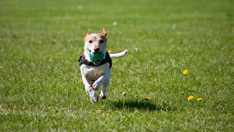 Veterinarian and Animal Hospital in Williamston, MI | Williamston