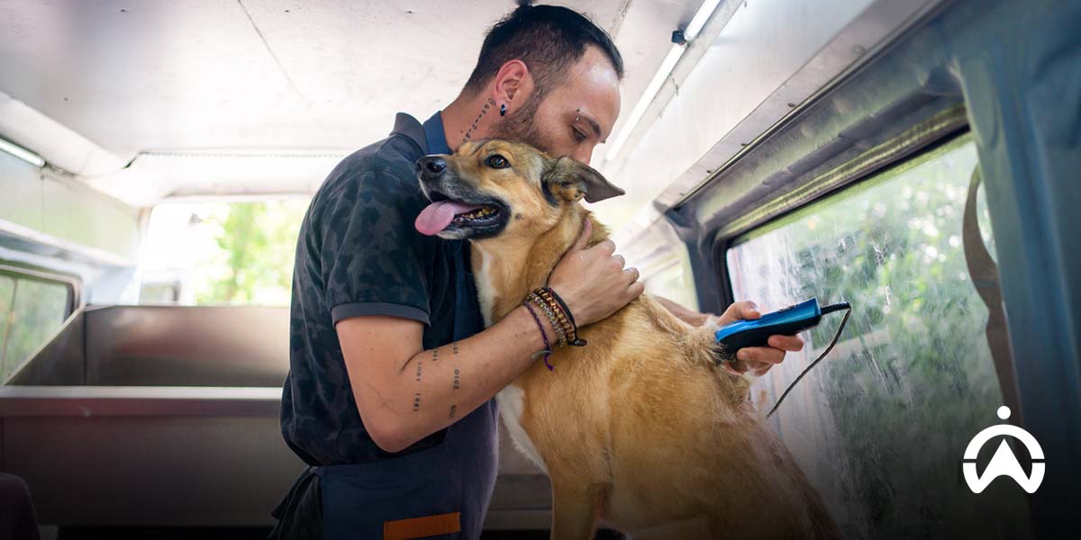 Person grooming a large dog with electric clippers inside a well-lit vehicle or grooming van.