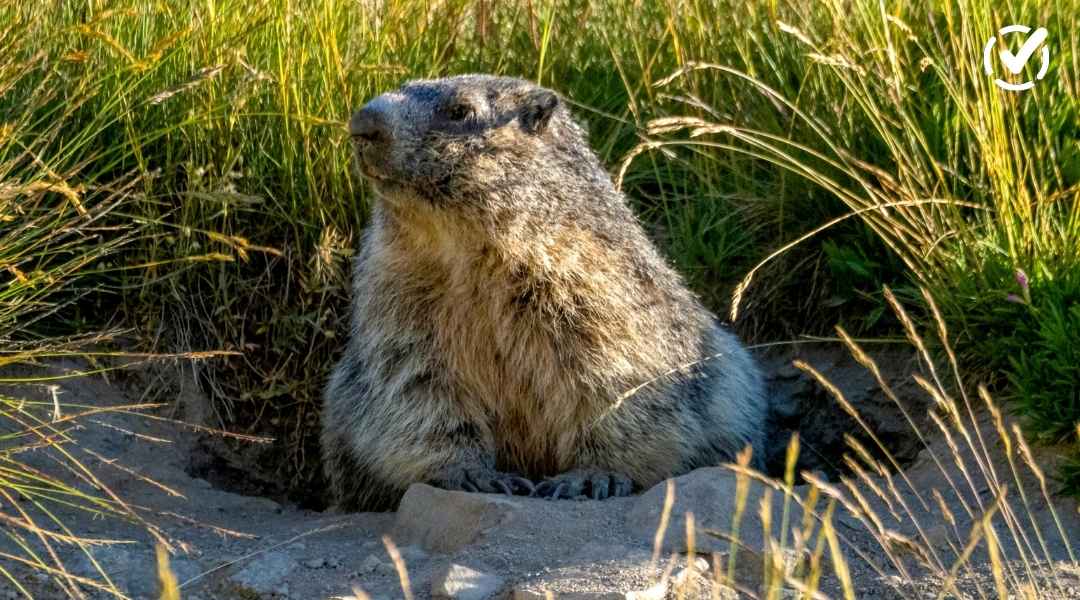 Close-up photograph of a groundhog (whistle pig) emerging from its burrow in a grassy field, featuring the Formative logo in the corner.