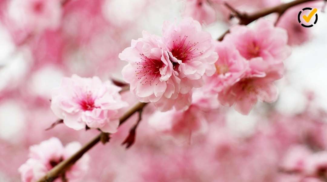 Close-up photography of pink spring blossoms used as a blog thumbnail, featuring the Formative by Newsela icon in the upper right corner.