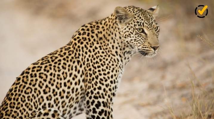A high-resolution profile shot of a leopard with a focused gaze against a blurred natural background, featuring the Formative checkmark logo in the top right corner.