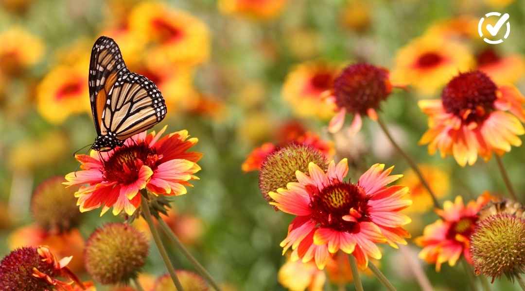 Vibrant spring blog hero image featuring a Monarch butterfly perched on orange and yellow blanket flowers (Gaillardia).