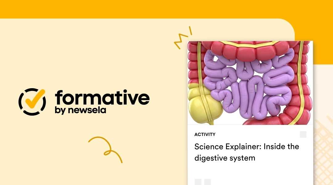 3D medical illustration of the human digestive system showing the small and large intestines for a Formative by Newsela activity titled "Science Explainer: Inside the digestive system."