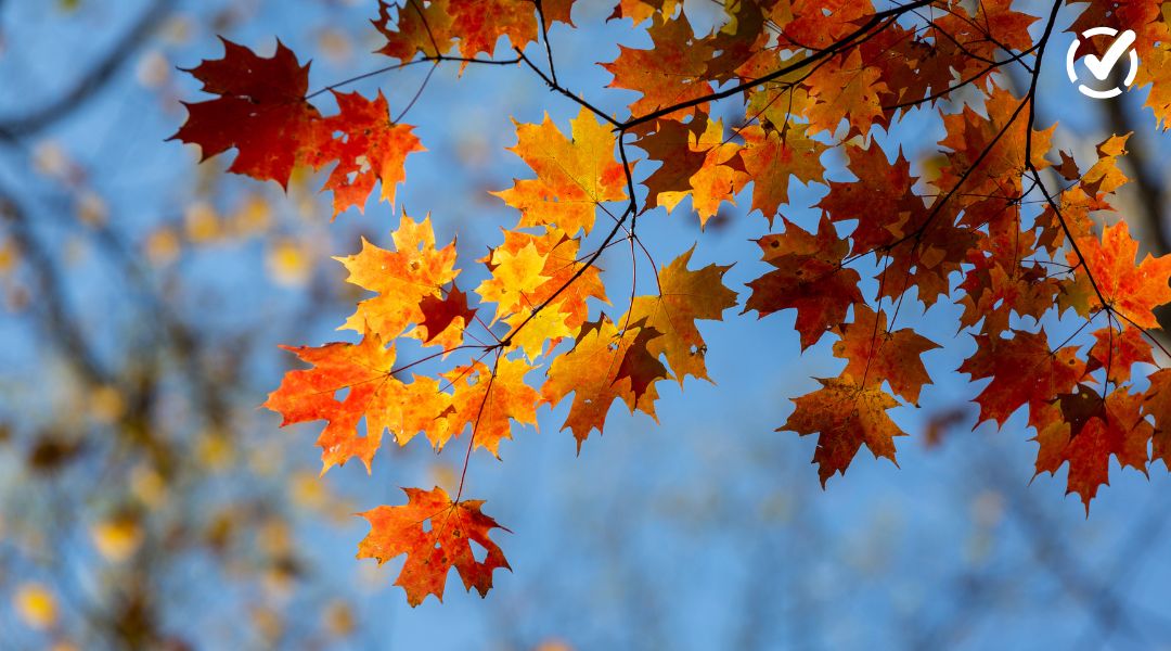 Orange and yellow fall leaves against a blue sky for first day of fall activities.