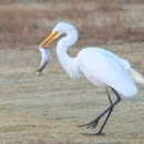 An Evening with the Swallows and Egrets: The Friends of Parker River National Wildlife Refuge are delighted to invite you to an enchanting “Evening with the Swallows and Egrets” with Bill Gette. -- An outdoor program