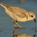 New England’s Shorebirds - Celebrating Nature Talks by Bill Gette. Ages 12+.   Register for this virtual presentation via Zoom at friends@parkerriver.org. The Zoom link for the virtual meeting will be emailed to registrants prior to the lecture.