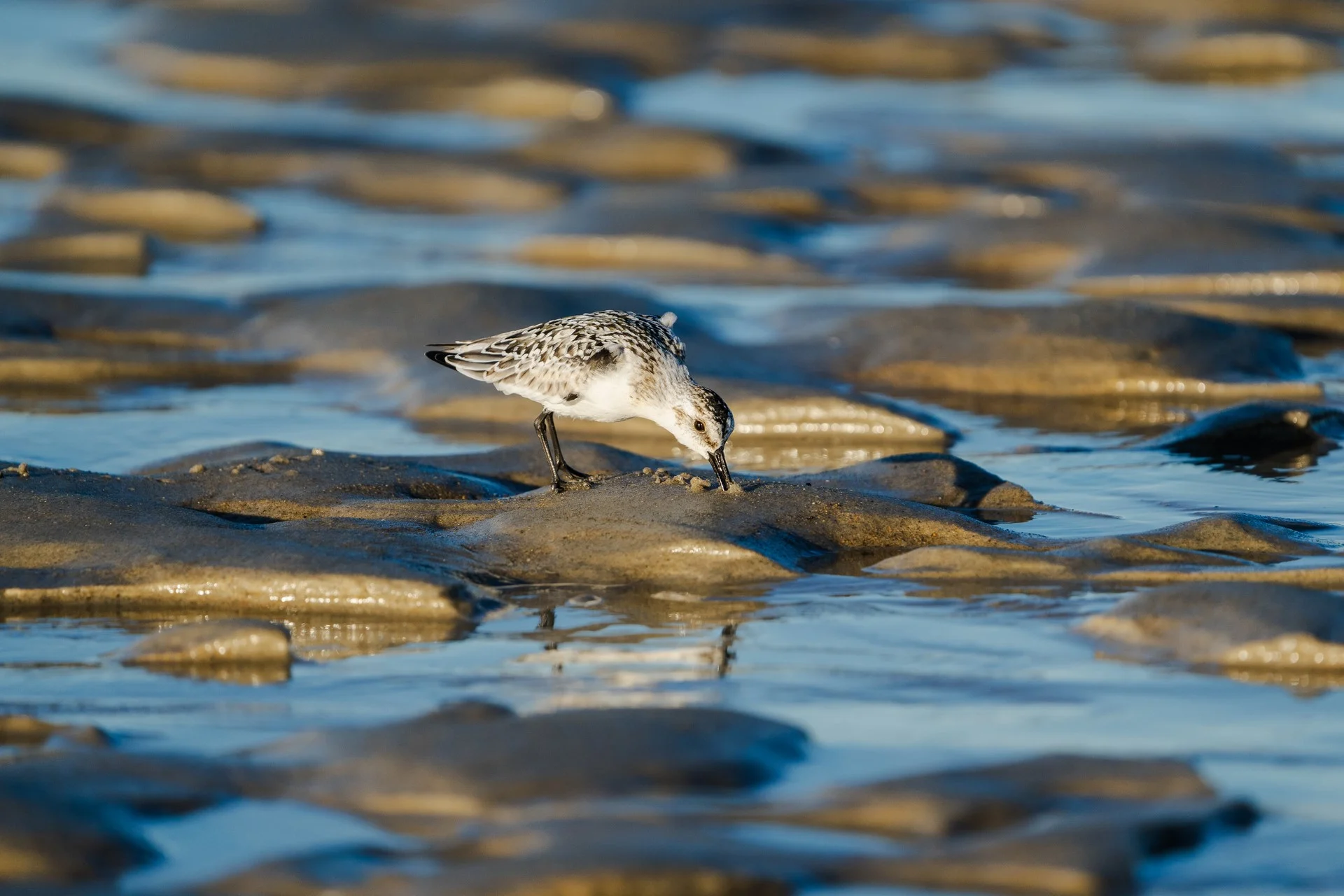 Meet a Shorebird!  Refuge biologists will be catching and banding shorebirds that make the epic journey from their breeding rounds in the Arctic to South America. (Park at Lot 4 and walk to the blind) Half hour time slots starting at 10:00 AM.