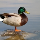 Introduction to Sketching Ducks: Join us for an afternoon art class sponsored by Slow River Studio. The class will focus on sketching some beautiful but often overlooked avian visitors to Parker River- ducks! (Ages 12+) Registration Required.