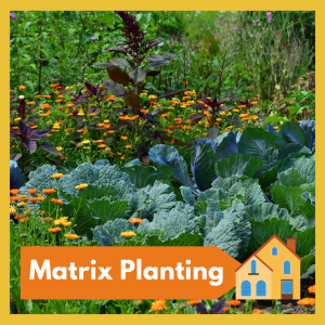 VIRTUAL: Matrix Planting for Home Gardeners, naturalistic gardening in its purest form -- learn how to start! Free and open to all 