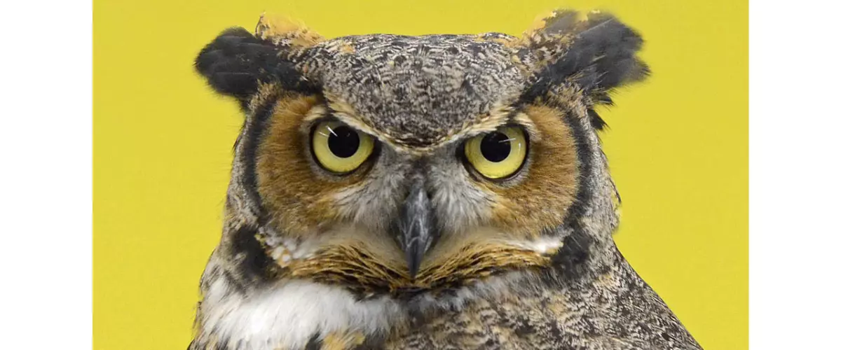 After School Owl Pellet Dissection: WWWW, but COOL too. Join us Wednesday between 3-4pm to get a first-hand “taste” in owl pellet dissection. All Ages. Registration required 