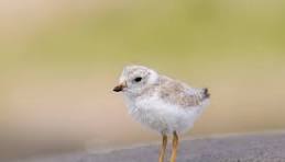 Annual Plover Volunteer Training: All Ages (those 17 and under must be accompanied by an adult).  Registration Required