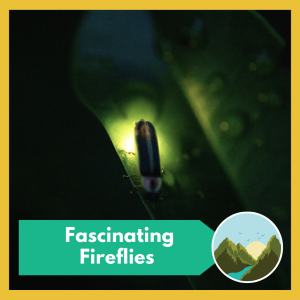 VIRTUAL -- Fascinating Fireflies -- learn all kinds of fascinating facts about fireflies from Nicaela Haig, Senior Teacher Naturalist with Mass Audubon, free and open to all