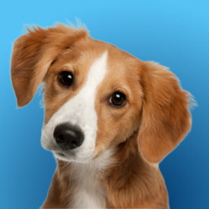 How to Adopt A Rescue Dog: Elisa Painten has adopted and fostered dozens of dogs and holds a Master’s Degree in Canine Studies from Bergin University. Registration Required (held at Nock Middle School, NBPT)