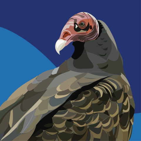 Riveting Raptors / Live Raptor Program: Come learn all about raptors and their special adaptations with educators and animal ambassadors from Tailwinds. Stick around after the program for a chance to see the birds up close and take a picture together! 