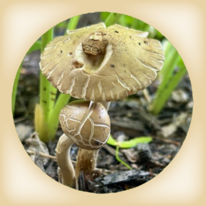 Foraging For Fungi – Summer26: A guided mushroom walk with Jana Harris of Essex Forays. Jana is certified in Wild Mushroom Food Safety and member of Boston Mycological Club. (Location: Moseley Woods)