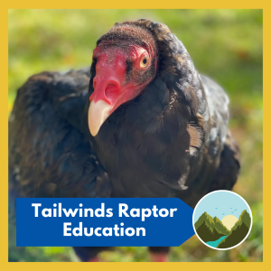 Tailwinds Raptor Education & Conservation -- Come meet and learn about some of the magnificent birds that call our skies home! Free and open to all