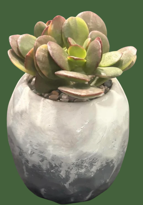 Grab your friends, enjoy lunch at Port Vida and paint your own ceramic planter! (Sept 10 & Oct 1)