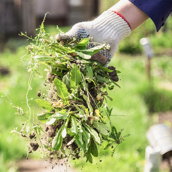 Weeds: The Good and The Bad presented by Molly Janicki: You’ll learn how to identify weeds, as well as techniques and tools to help you manage them effectively. (Nock Middle School)