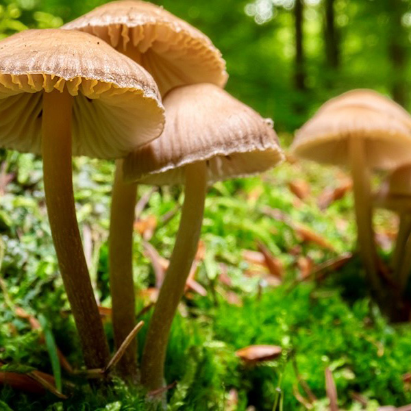 Fungi Foraging in Moseley Woods: Led by Jana Harris of Essex Forays. Jana is certified in Wild Mushroom Food Safety and is a member of Boston Mycological Club. Meet at the entrance to the trailhead. Note: NOT Maudslay State Park. Registration Required