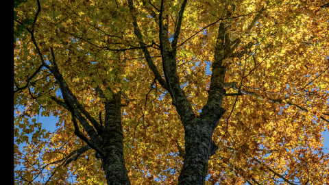 Climate Cafe 🍂 presented by ACES (American Conservation Experience). Our hosts will each share a personal question about our land, waters, wildlife, and our responsibilities to this place we share.