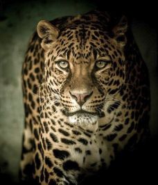 Jagdinstinkt - Hunting Instinct