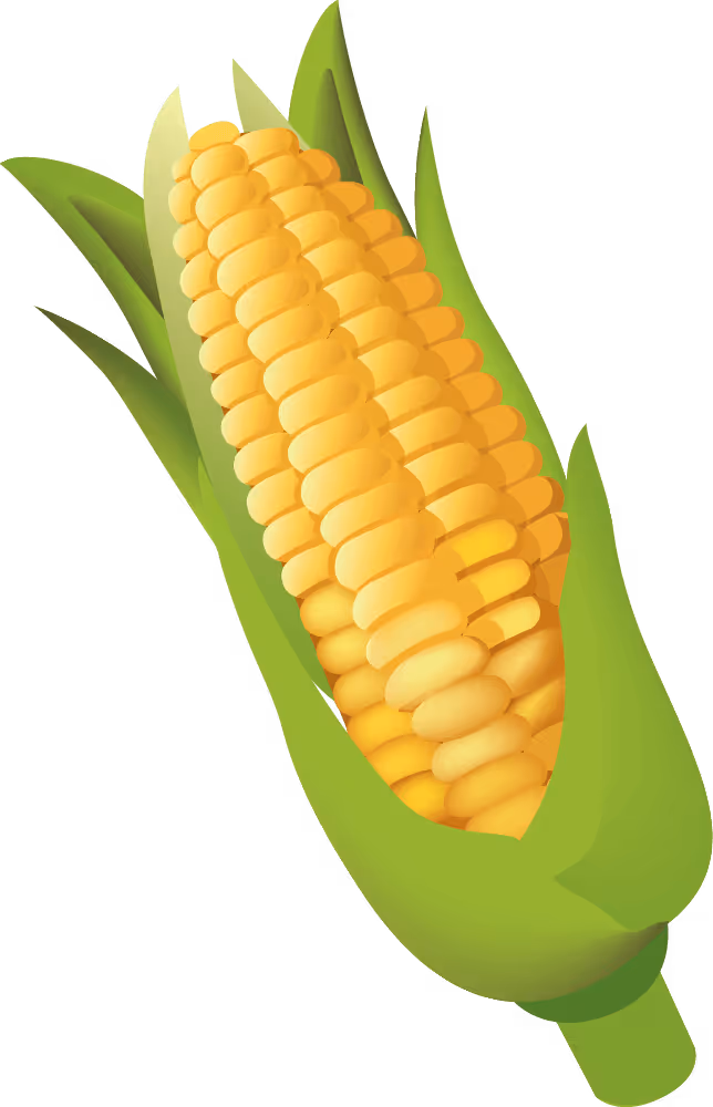 A corn on the cob on a black background