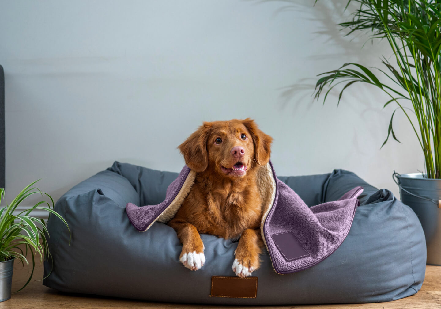 Cãozinho deitado em uma caminha super confortável, coberto por um cobertor bem quentinho
