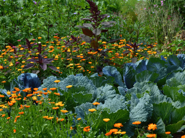 Illustration des des éditions Ulmer qui travaillent avec Crealo