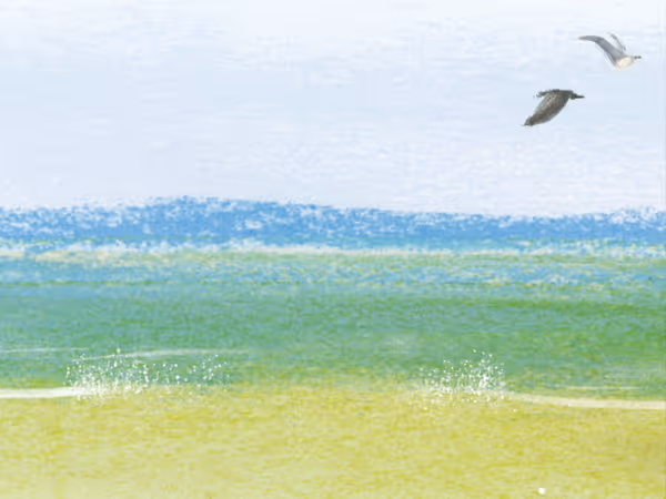 illustration des éditions les éléphants